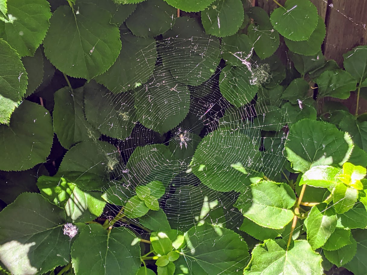 Spiderweb1