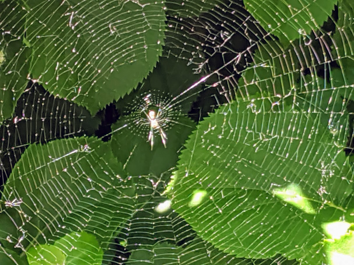 Spiderweb2